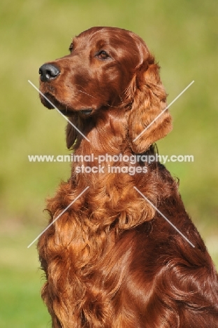irish setter, red setter head and shoulders