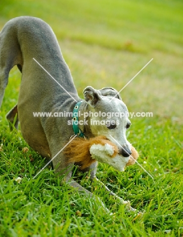 Italian Greyhound playing with toy