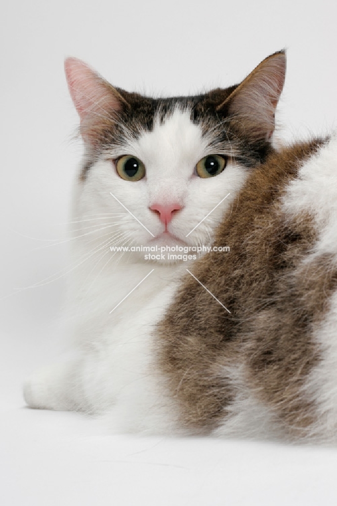 Maine Coon fluffy, Brown Mackerel Tabby White