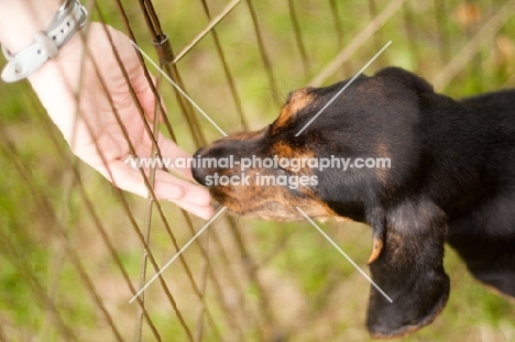 Plott hound puppy in pen, licking hand
