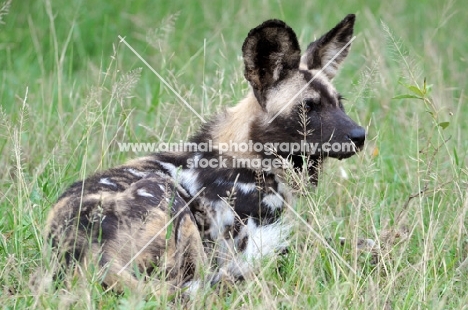 Wild Dog lying in grass