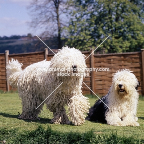  hercegvaros cica of borgvaale and loakespark (kitten), komondor and old english  sheepdog on grass