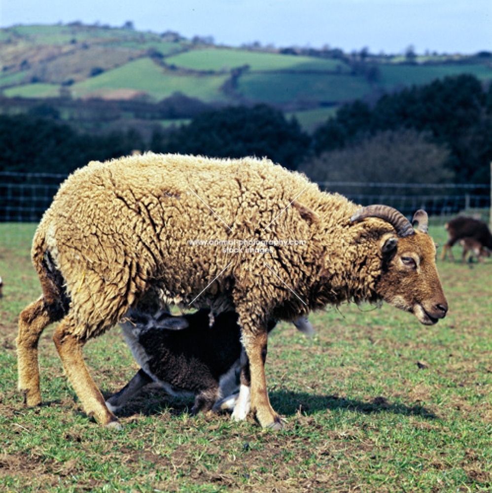 soay ewe suckling her lamb