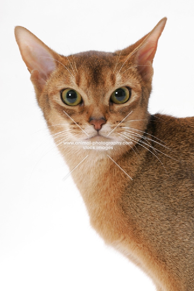 young female Abyssinian, head study