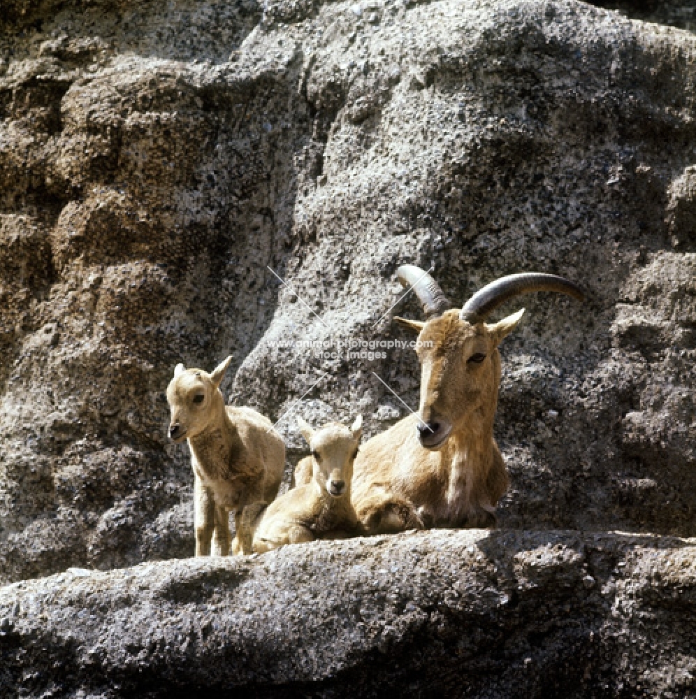 barbary sheep with 2 lambs