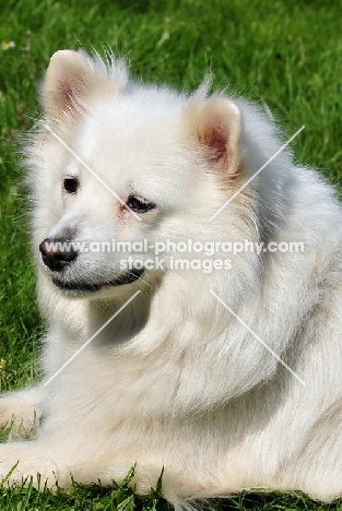 Standard German Spitz laying on grass