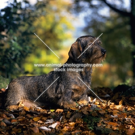 lieblings nobody's fool, wire haired dachshund in autumn scene