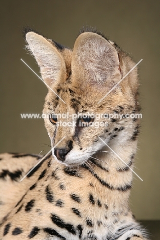 young Serval, portrait