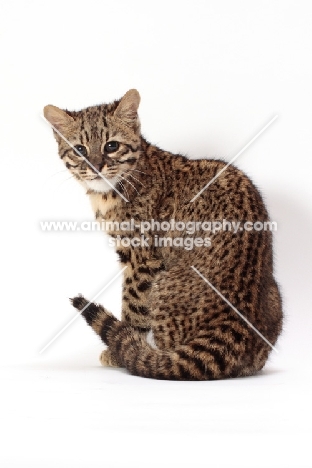 Golden Spotted Tabby Geoffroy's cat, back view