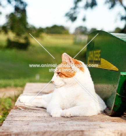 Household cat relaxing