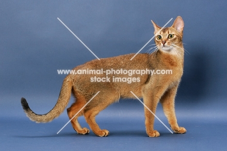 Ruddy Abyssinian on blue background, standing, side view
