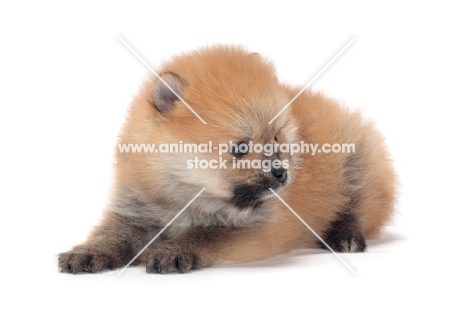 Pomeranian puppy on white background, lying down