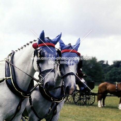 head study of two of the queen's horses Cirencester park 75
 carriage driving 