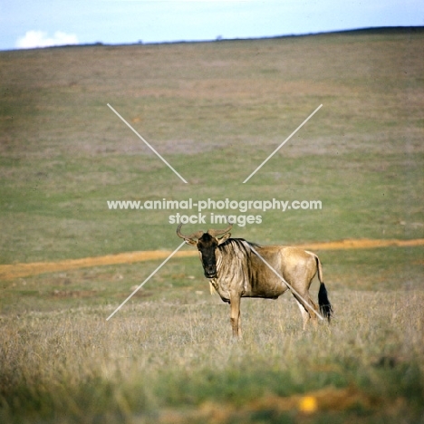 wildebeest on his own in nairobi np