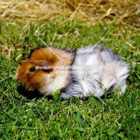 roan abyssinian guinea pig on grass