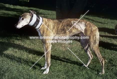 greyhound wearing cervical collar to stop dog licking stitches after operation, roscrea emma