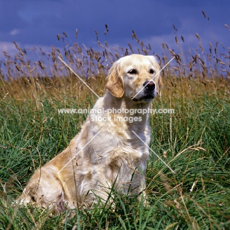 westley julianna (julie), golden retriever sitting in long grass, 