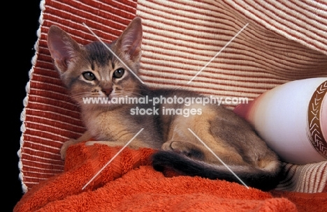 blue abyssinian kitten lying on a towel