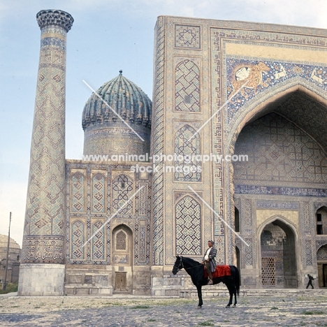 karabair stallion and rider in registan square, samarkand