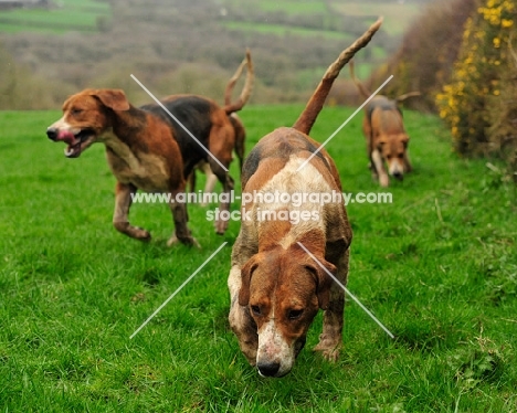 foxhounds on a scent