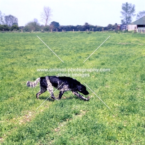 large munsterlander picking up a scent