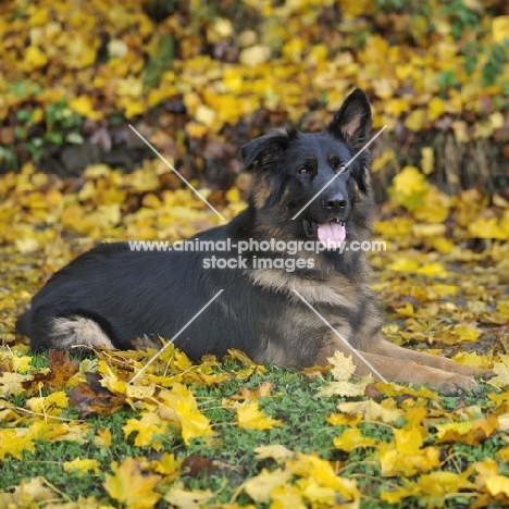 german shepherd dog, one ear down, lying in autumn leaves