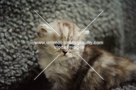 Scottish Fold kitten on rug