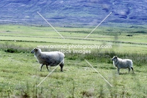 iceland sheep, ewe and lamb in iceland