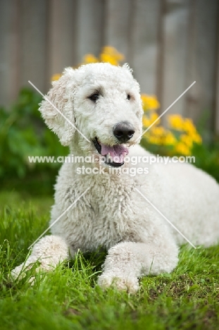 white standard Poodle lying down on grass