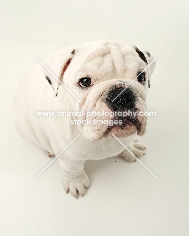 young white Bulldog