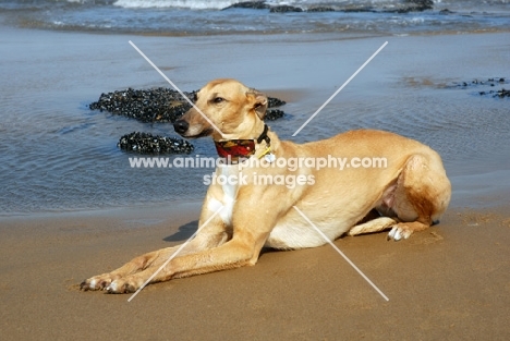 fawn Lurcher on Hartlepool beach, all photographer's profit from this image go to greyhound charities and rescue organisations