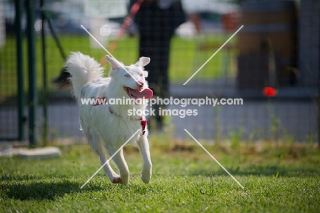 white albino australian shepherd running with tongue out