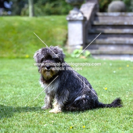 undocked miniature schnauzer in pet clip