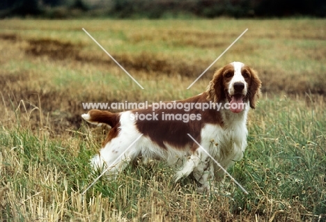 welsh springer spaniel in a stubble field