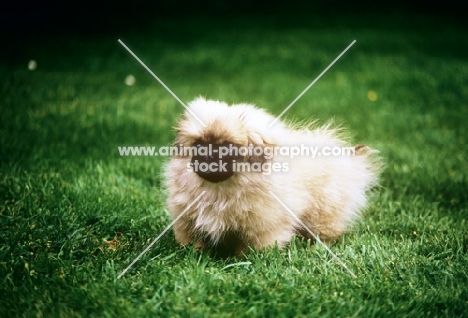pekingese puppy from belnap kennels