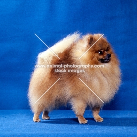 pomeranian from hadleigh kennels, in studio