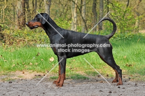 black and tan dobermann posed