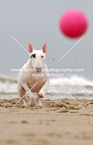 Bull Terrier focused on ball