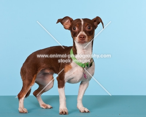 chihuahua standing on blue background