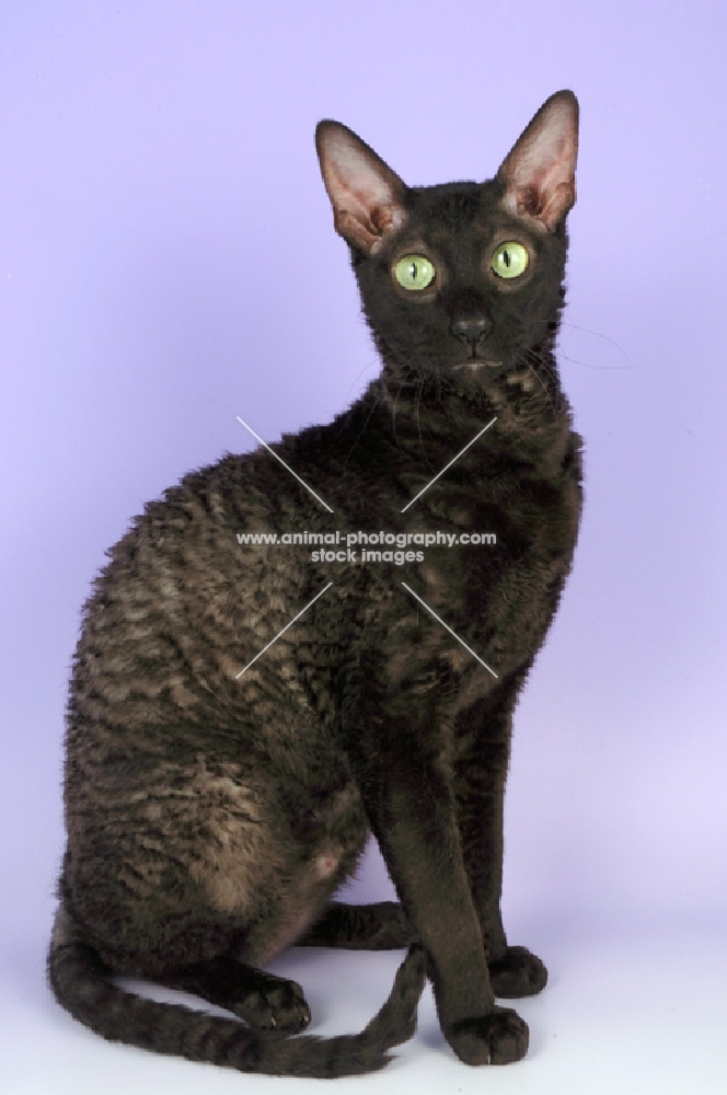 black smoke cornish rex, sitting