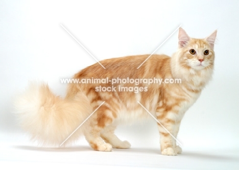 Red Silver Classic Tabby Maine Coon