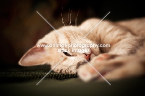 Kitten laying on couch