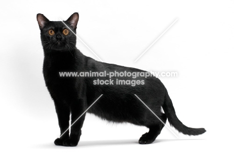 Bombay cat on white background, standing