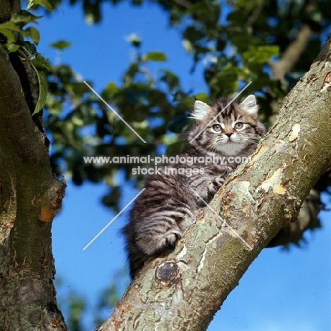 brown tabby long hair kitten up a tree