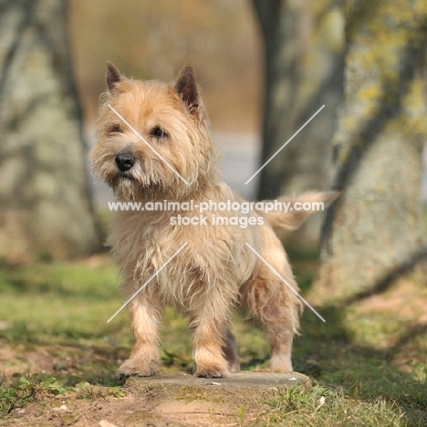 Cairn Terrier standing in countryside