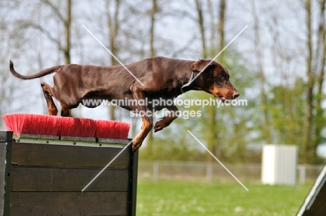 Dobermann jumping fence