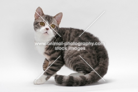 American Wirehair, Blue Mackerel Tabby & White colour, on white background