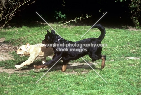 undocked rottweiler playing with golden retriever who is not so keen