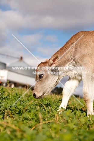 Swiss brown calf