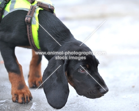 young Hanoverian Hound (aka Schweisshund)